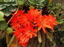 Peanuts cactus